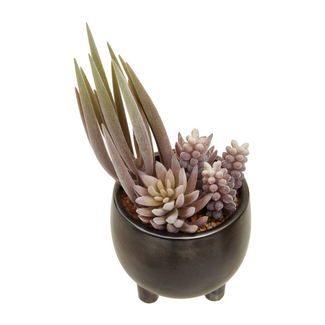 Premier Housewares Fiori Mixed Succulents In Ceramic Pot