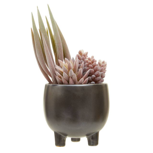 premier housewares Fiori Mixed Succulents In Ceramic Pot