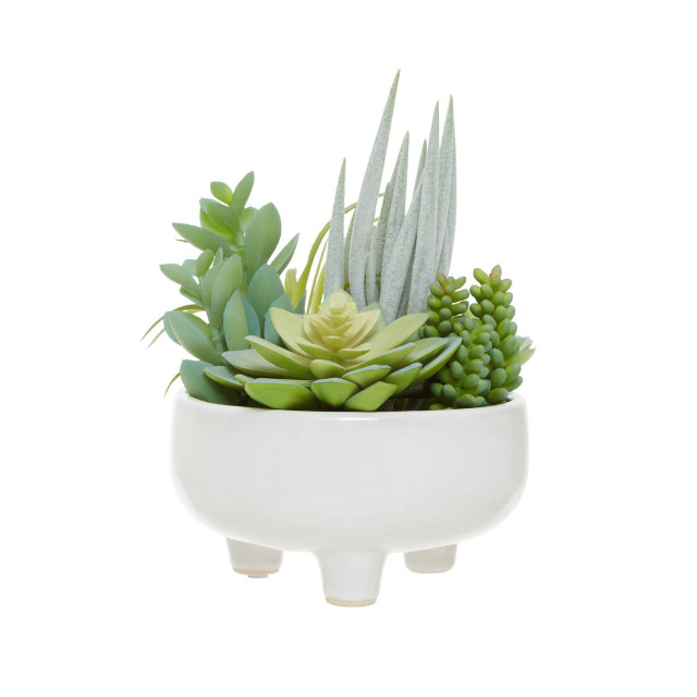 premier housewares Fiori Mixed Succulents In Large Ceramic Pot