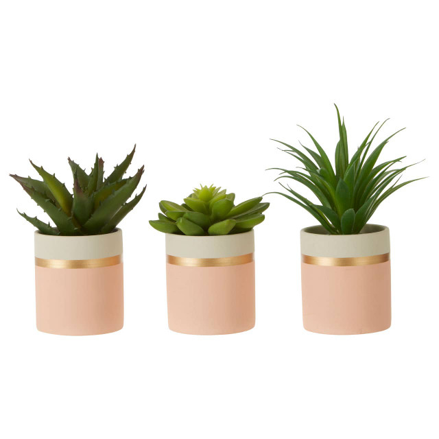 Premier Housewares Fiori Set Of 3 Pink Pot Succulents