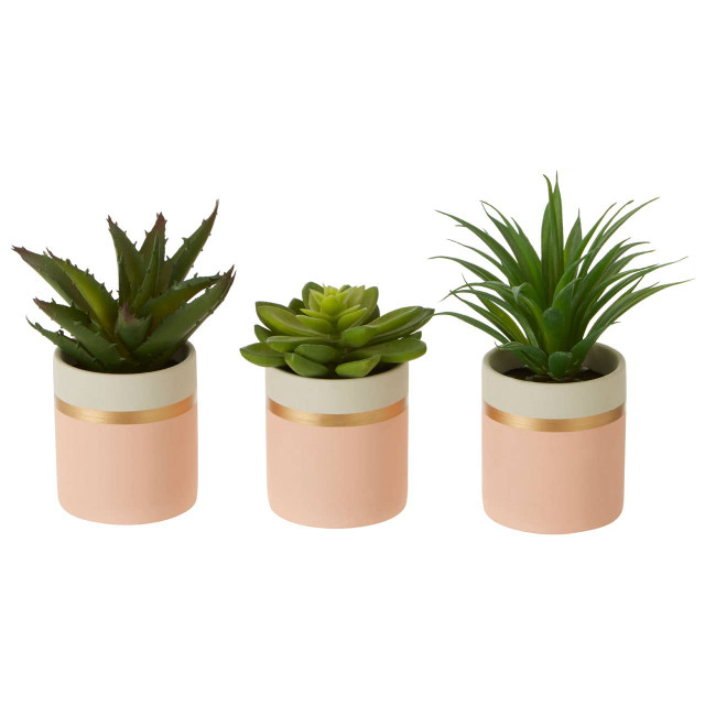 Premier Housewares Fiori Set Of 3 Pink Pot Succulents