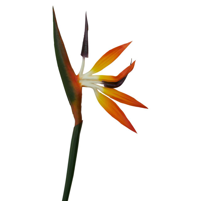 Premier Housewares Fiori Tall Bird Of Paradise Flower Stem