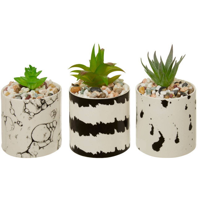 Premier Housewares Mimo Set Of 3 White And Black Succulents