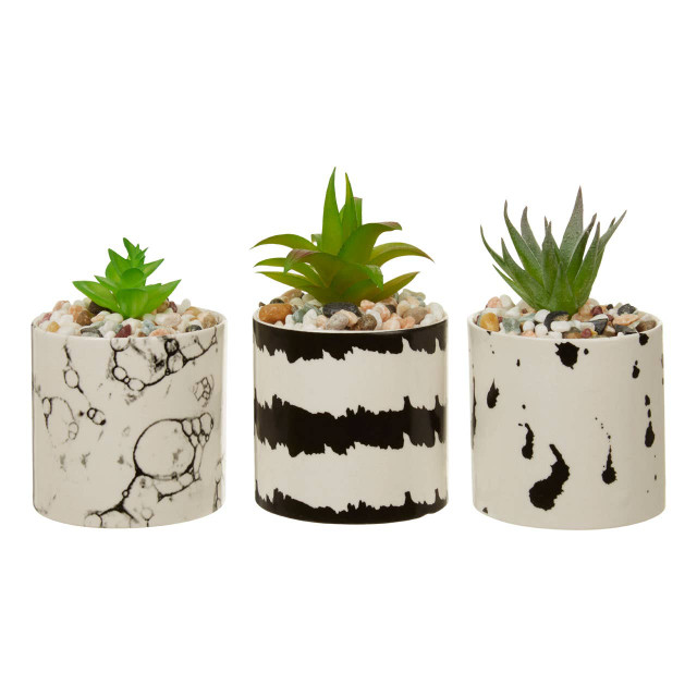 premier housewares Mimo Set of 3 White And Black Succulents