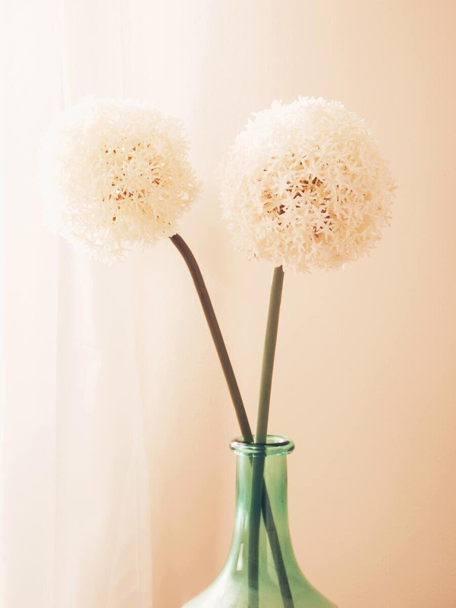 Premier Housewares Fiori Ivory Allium Flower Stem