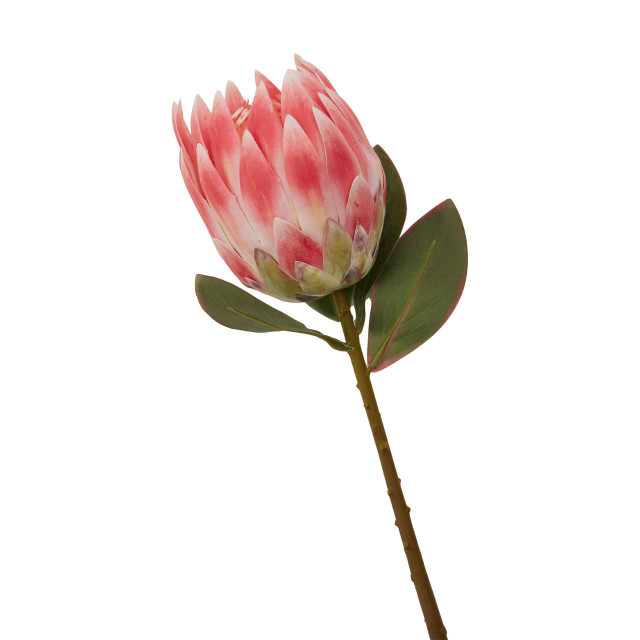 Premier Housewares Fiori Pink Protea Flower Stem