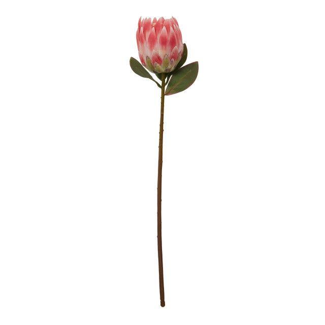 premier housewares Fiori Pink Protea Flower Stem