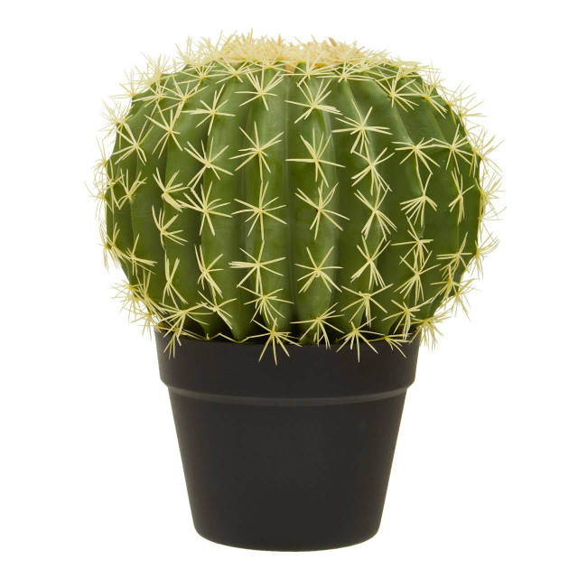 premier housewares Fiori Round Cactus in Pot