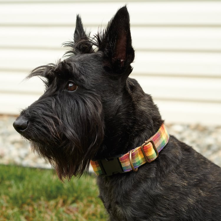Primitives By Kathy Rainbow Plaid Dog Collar