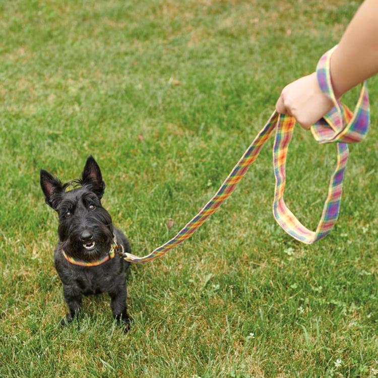 Primitives By Kathy Rainbow Plaid Dog Leash