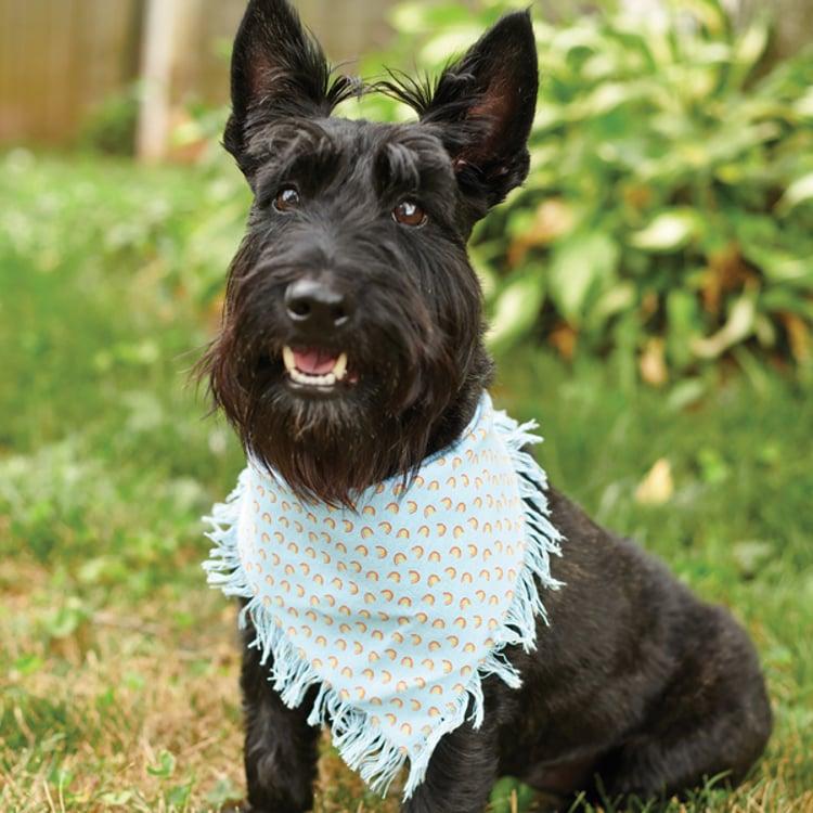 Primitives By Kathy Rainbow Plaid Pet Bandana Set