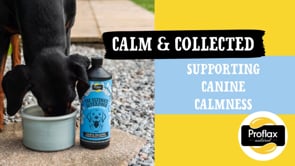 Proflax Calming Support For Mild Anxiety - Calm & Collected