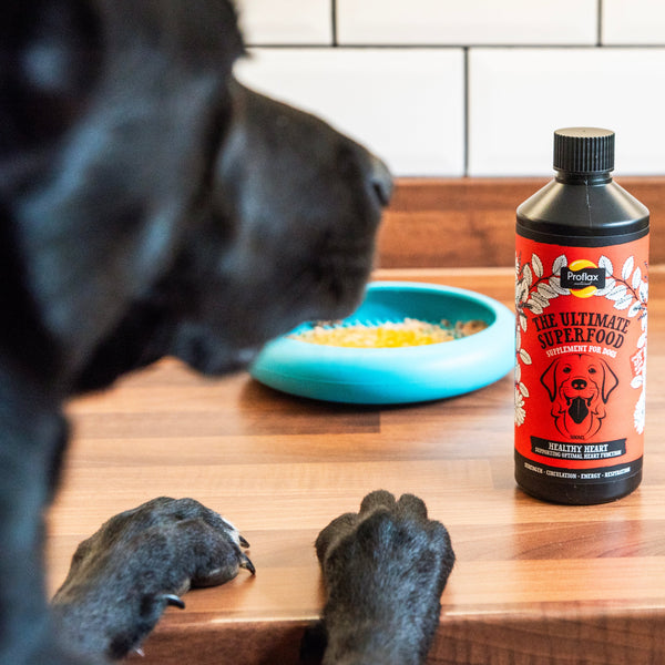 Proflax Heart & Circulation Support For Dogs - Healthy Heart