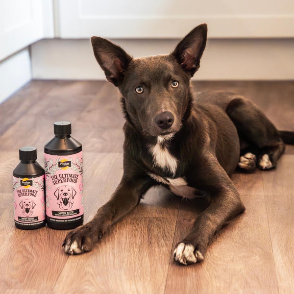 Proflax Hormonal Relief For Female Dogs - Moody Bitch
