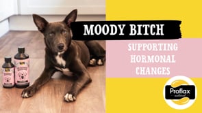 Proflax Hormonal Relief For Female Dogs - Moody Bitch