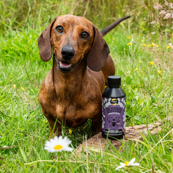 Proflax Kidney & Urinary Support For Dogs - Kidney Care