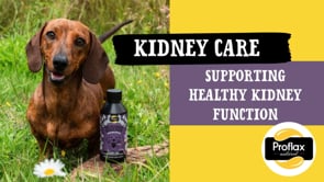 Proflax Kidney & Urinary Support For Dogs - Kidney Care