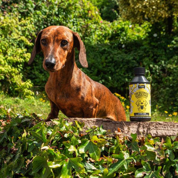 Proflax Liver & Cleansing Support For Dogs - Liver Love