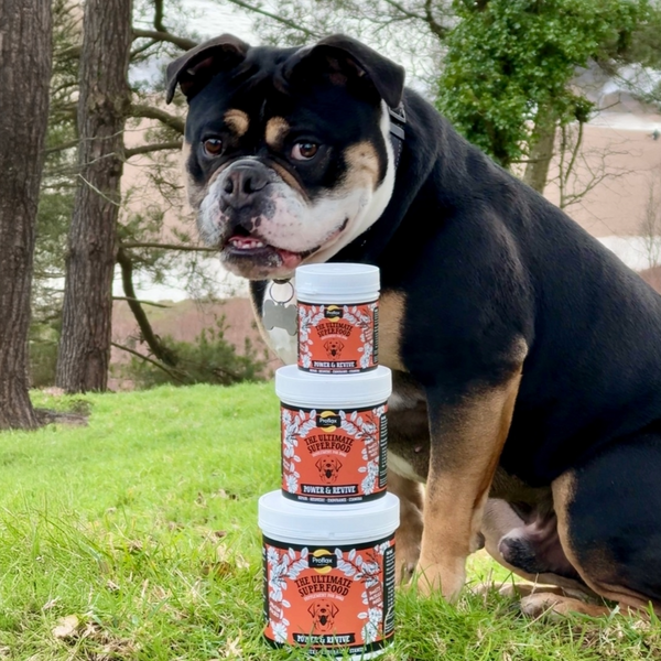 Proflax Muscle & Recovery Support For Dogs - Power & Revive