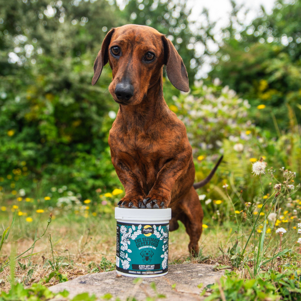 Proflax Natural Flea & Tick Support For Dogs - Keep Off Me Powder