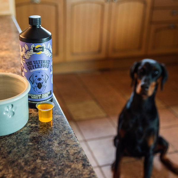 Proflax Bone Joint & Mobility Support For Dogs