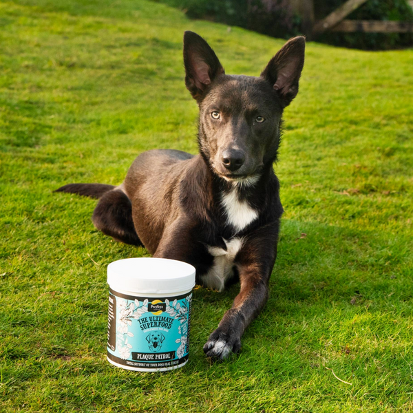 Proflax Healthy Teeth & Gums For Dogs - Plaque Patrol