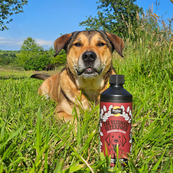 Proflax Hormone Balance For Male Dogs - Horny Hound