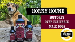 Proflax Hormone Balance For Male Dogs - Horny Hound