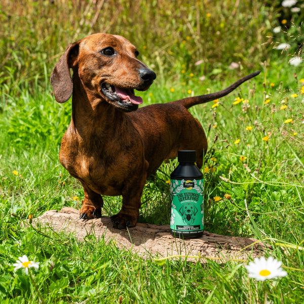 Proflax Immune & Energy Support For Dogs