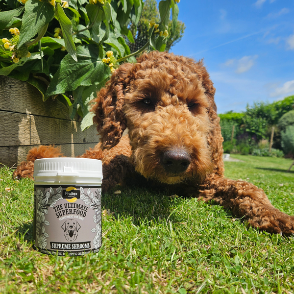 Proflax Immune Support For Dogs - Supreme Shrooms
