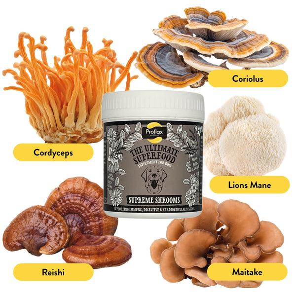 Proflax Immune Support For Dogs - Supreme Shrooms