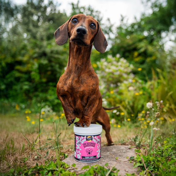 Proflax Pre & Probiotics For Dogs - Tummy Tastic