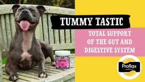 Proflax Pre & Probiotics For Dogs - Tummy Tastic
