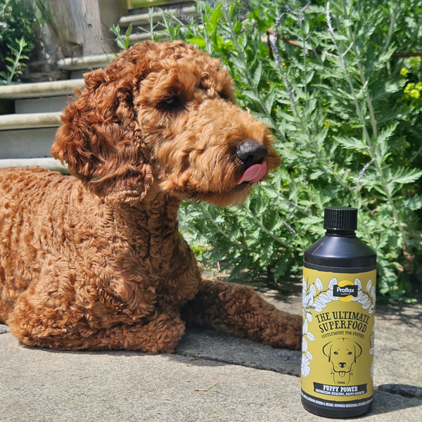 Proflax Puppy Digestion & Growth Support - Puppy Power