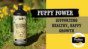 Proflax Puppy Digestion & Growth Support - Puppy Power