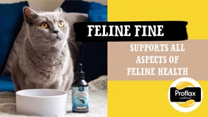 Proflax Salmon Oil Supplement For Cats - Feline Fine