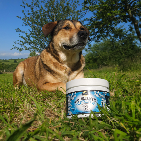 Proflax Soft Chews For Functional Support - Senior