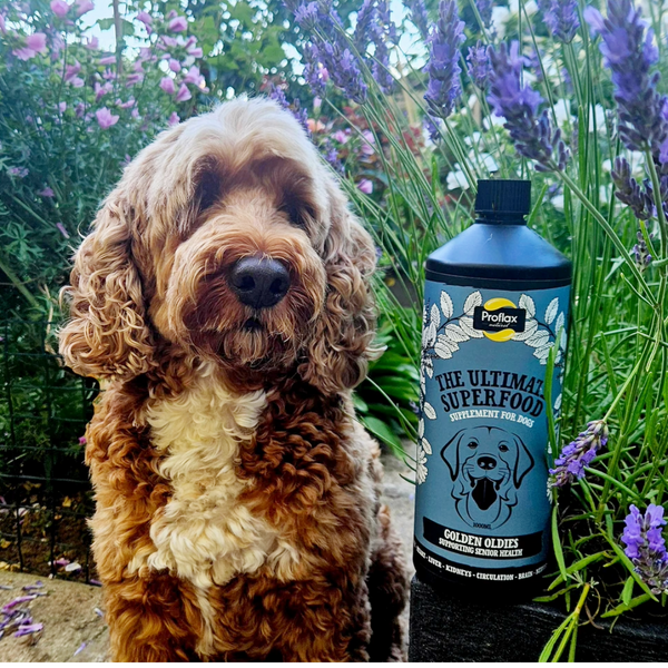 Proflax Senior Complete Blend For Dogs - Golden Oldies