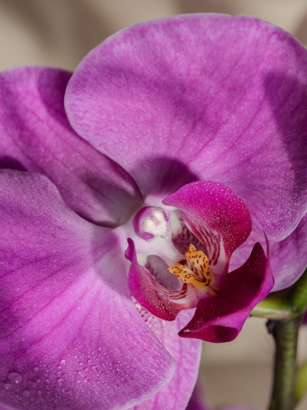 Pura Aloha Orchid