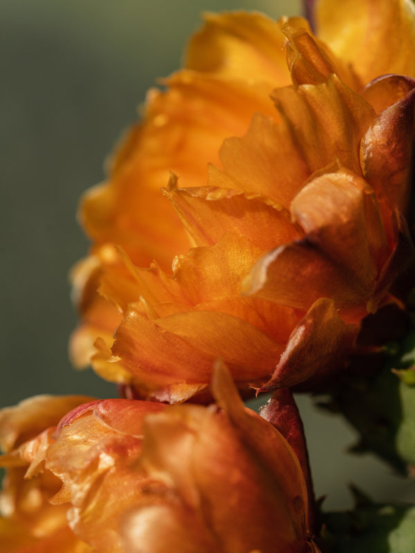 Pura Cactus Flower
