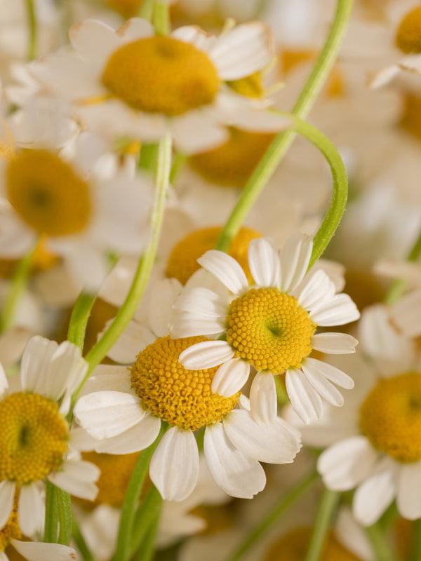 Pura Chamomile Lavender