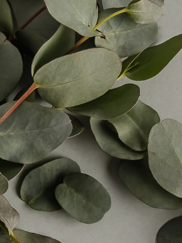 Pura Eucalyptus