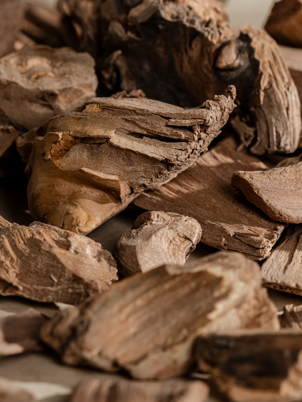 Pura Evergreen In Snow