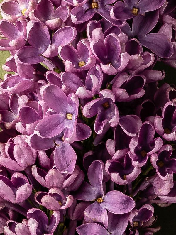 Pura French Lilac