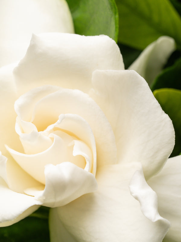 Pura Goldleaf Gardenia