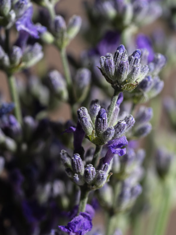 Pura Lavender