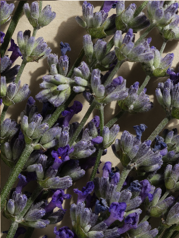 Pura Lavender Balsam