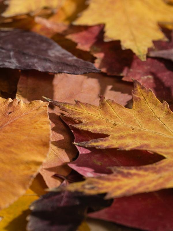 Pura Leather & Leaves