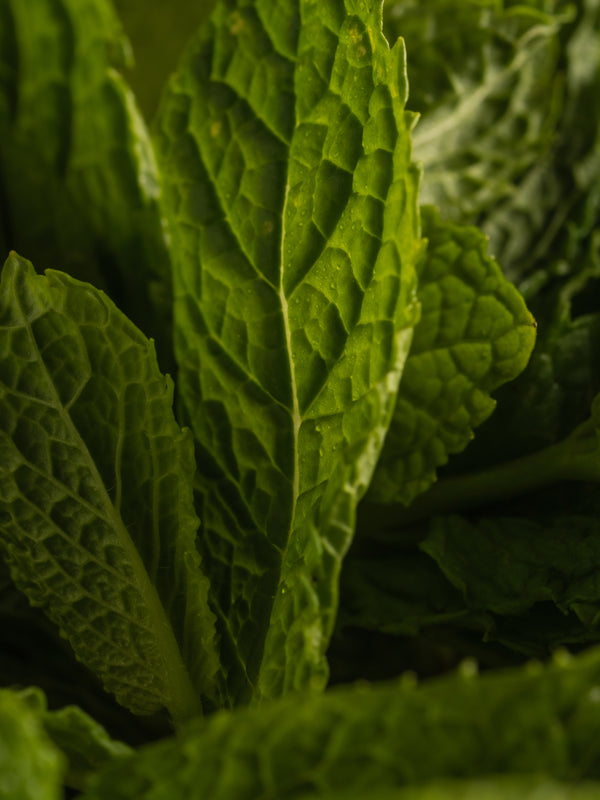 Pura Mint Leaves