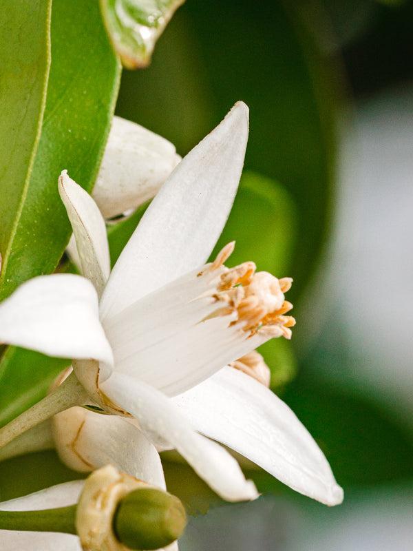 Pura Orange Blossom Neroli